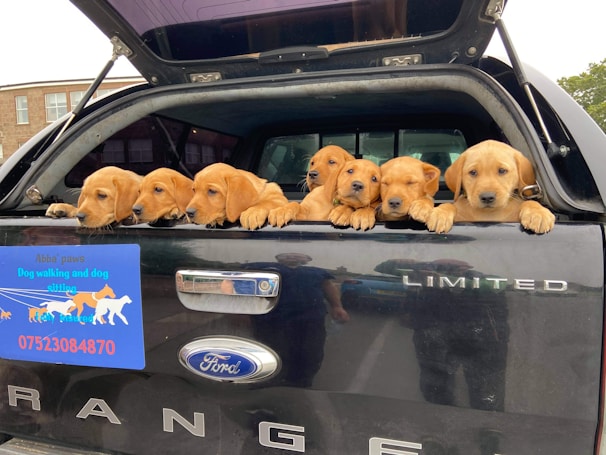 A group of seven light brown puppies are resting their heads on the back gate of a Ford Ranger pickup truck. A sign promoting dog walking and sitting services is attached to the vehicle. The puppies look curious and are closely snuggled together, gazing outward.