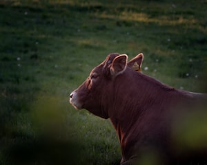 A brown cow is lying on a grassy field, bathed in warm natural light. The cow appears relaxed and calm, with its head slightly raised. The background consists of soft-focus greenery, creating a serene rural scene.