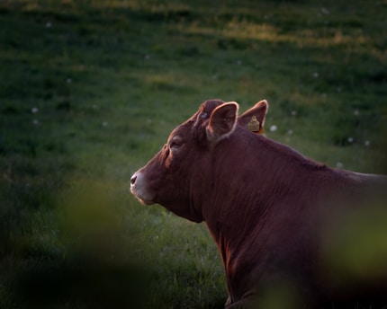 A brown cow is lying on a grassy field, bathed in warm natural light. The cow appears relaxed and calm, with its head slightly raised. The background consists of soft-focus greenery, creating a serene rural scene.