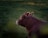 A brown cow is lying on a grassy field, bathed in warm natural light. The cow appears relaxed and calm, with its head slightly raised. The background consists of soft-focus greenery, creating a serene rural scene.