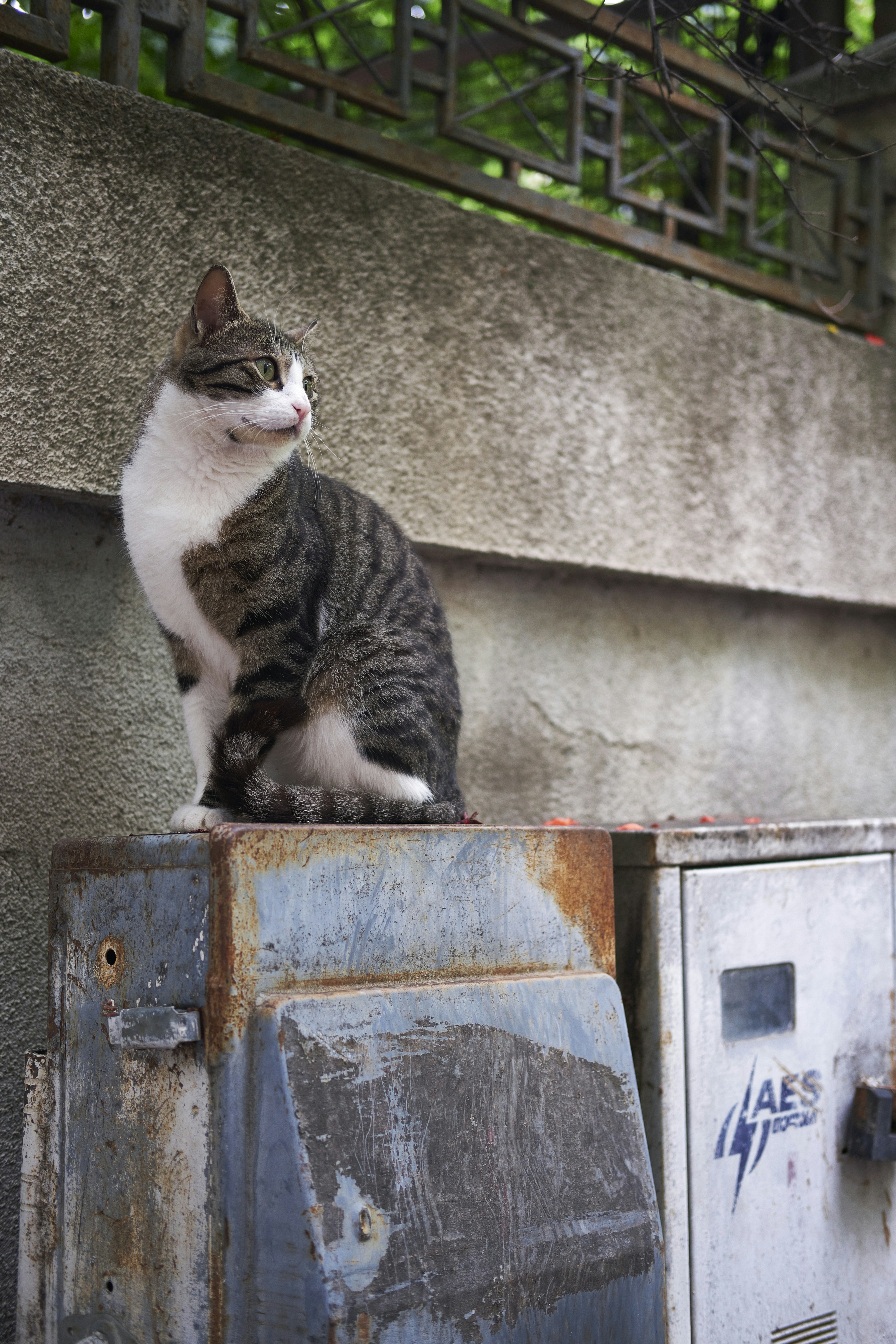 a cat sitting on top of a metal box