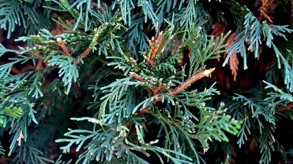 a close up of a pine tree with green needles