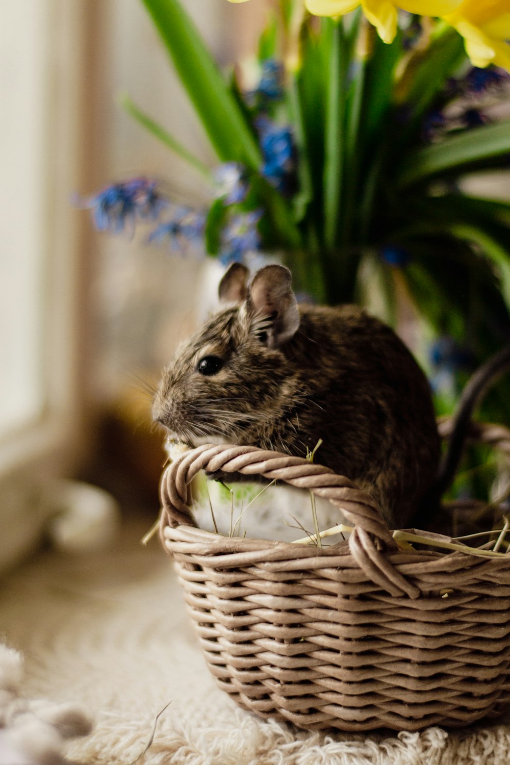 a small rodent sitting in a basket next to a potted plant