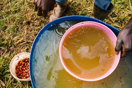 A person with dark skin is holding a pink plastic bowl filled with yellowish water over a larger blue container. A small white bucket filled with red and green coffee cherries is placed on the grass nearby, alongside another person's visible hand and legs.