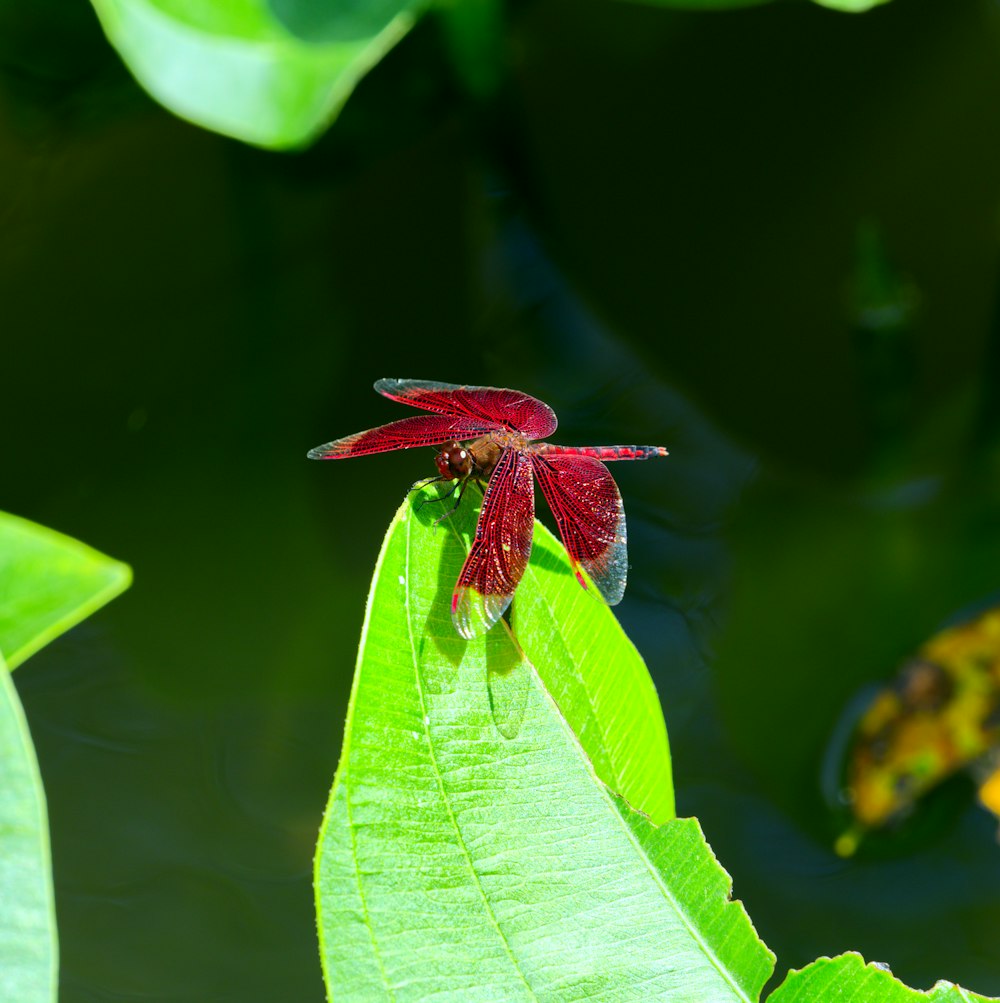 a red and black insect sitting on a green leaf