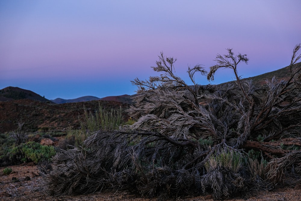 un árbol que está sentado en la tierra