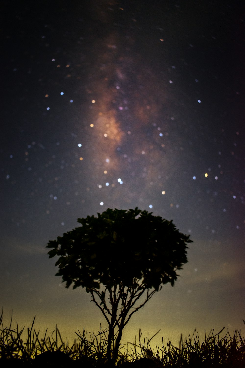a tree in a field with a sky full of stars in the background