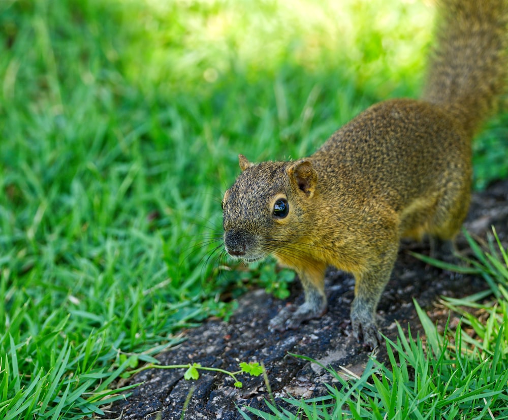 a squirrel standing on top of a lush green field