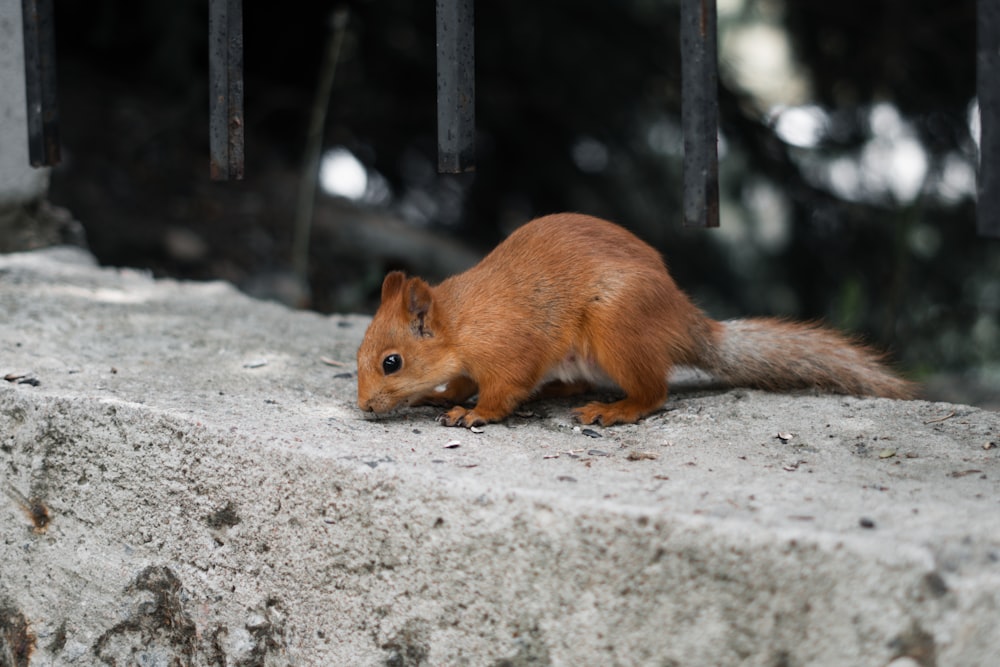 Un écureuil roux est assis sur un rebord