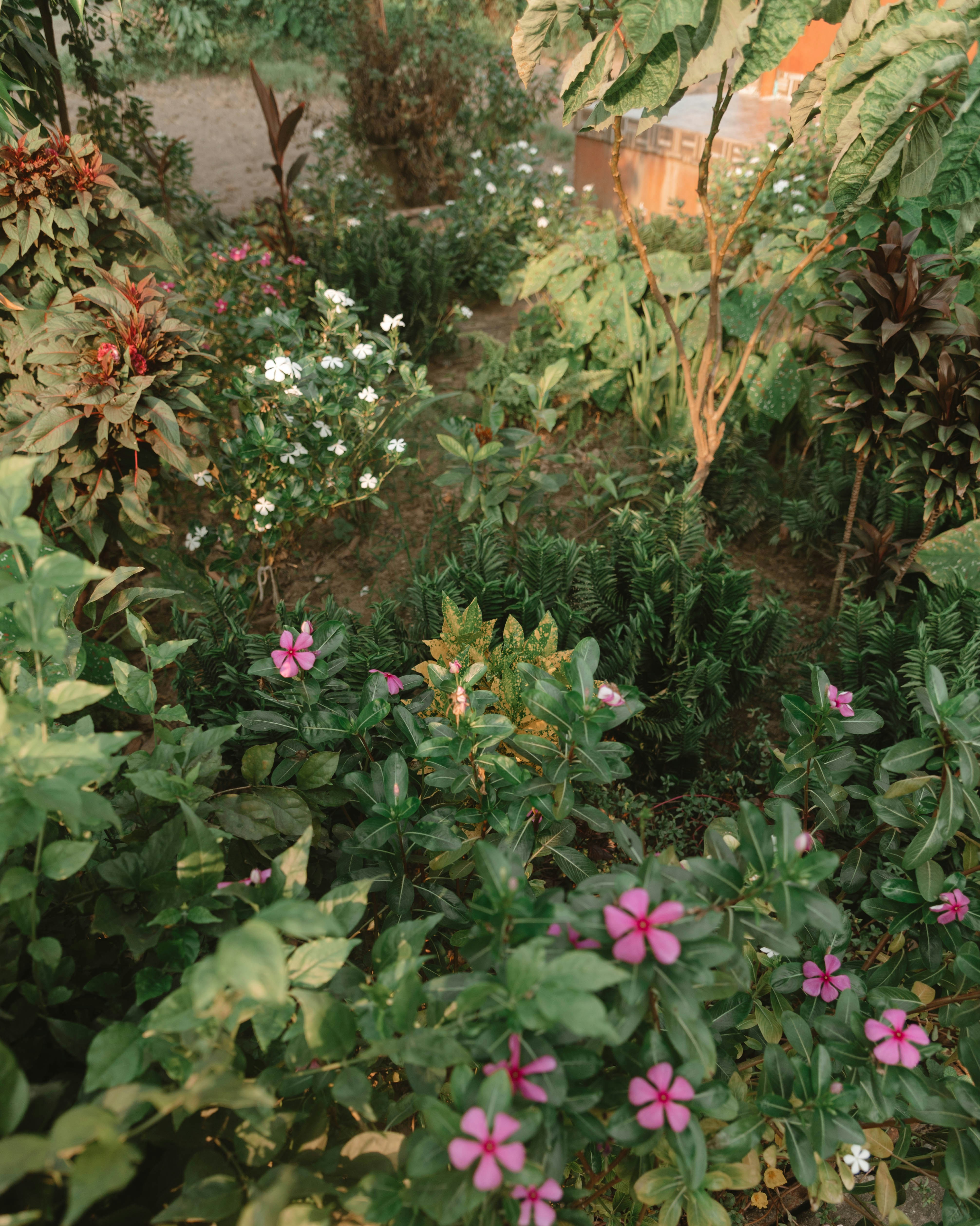a well-maintained garden with various plants and flowers