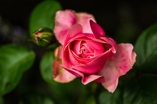 a pink rose with green leaves in the background