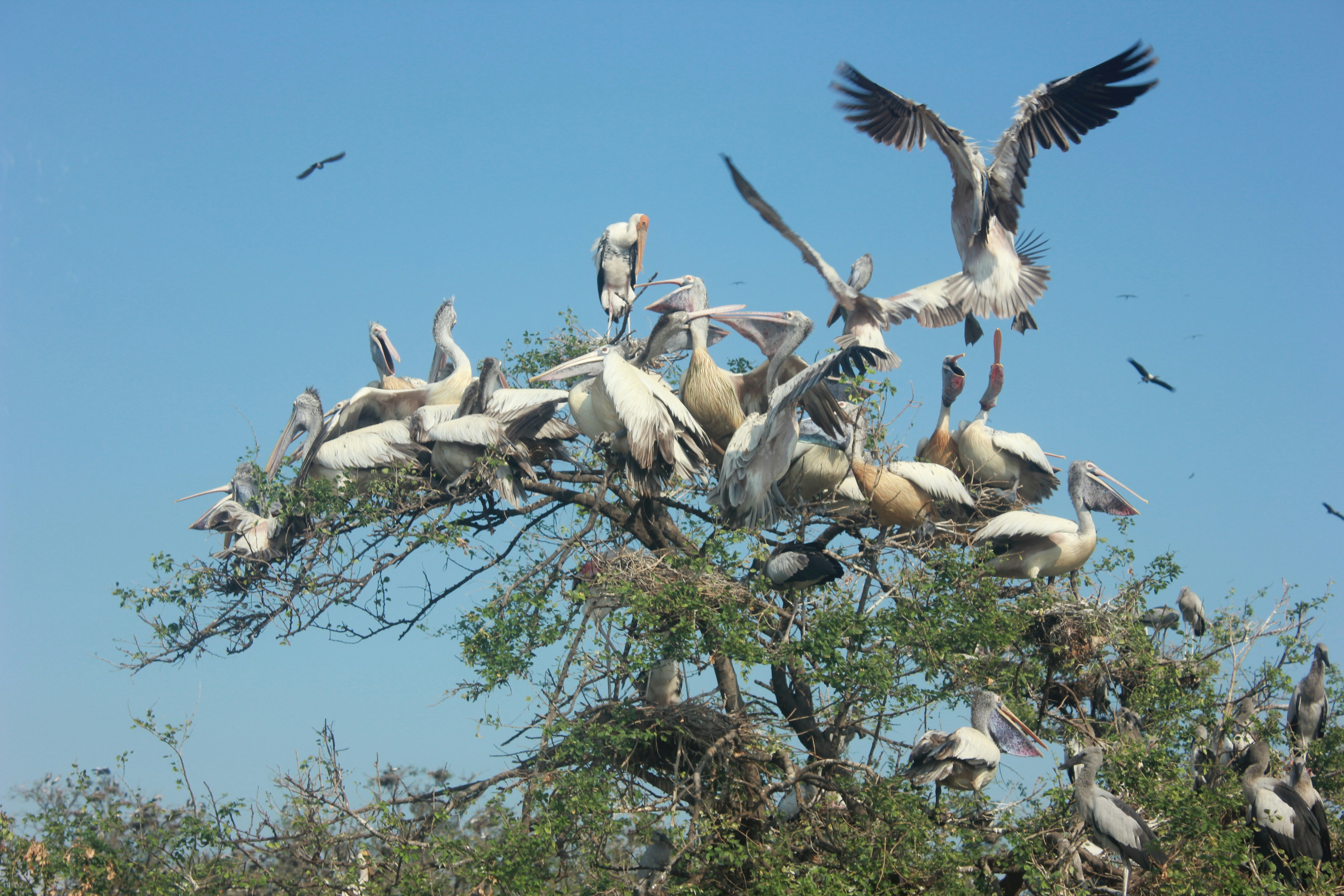 Breeding Colonies & Pair Bonding: The Role of Crimson Feet - red-footed boobies tropical Pacific