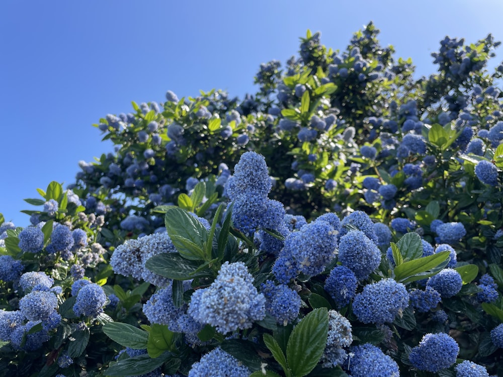 a bush of blue flowers with green leaves