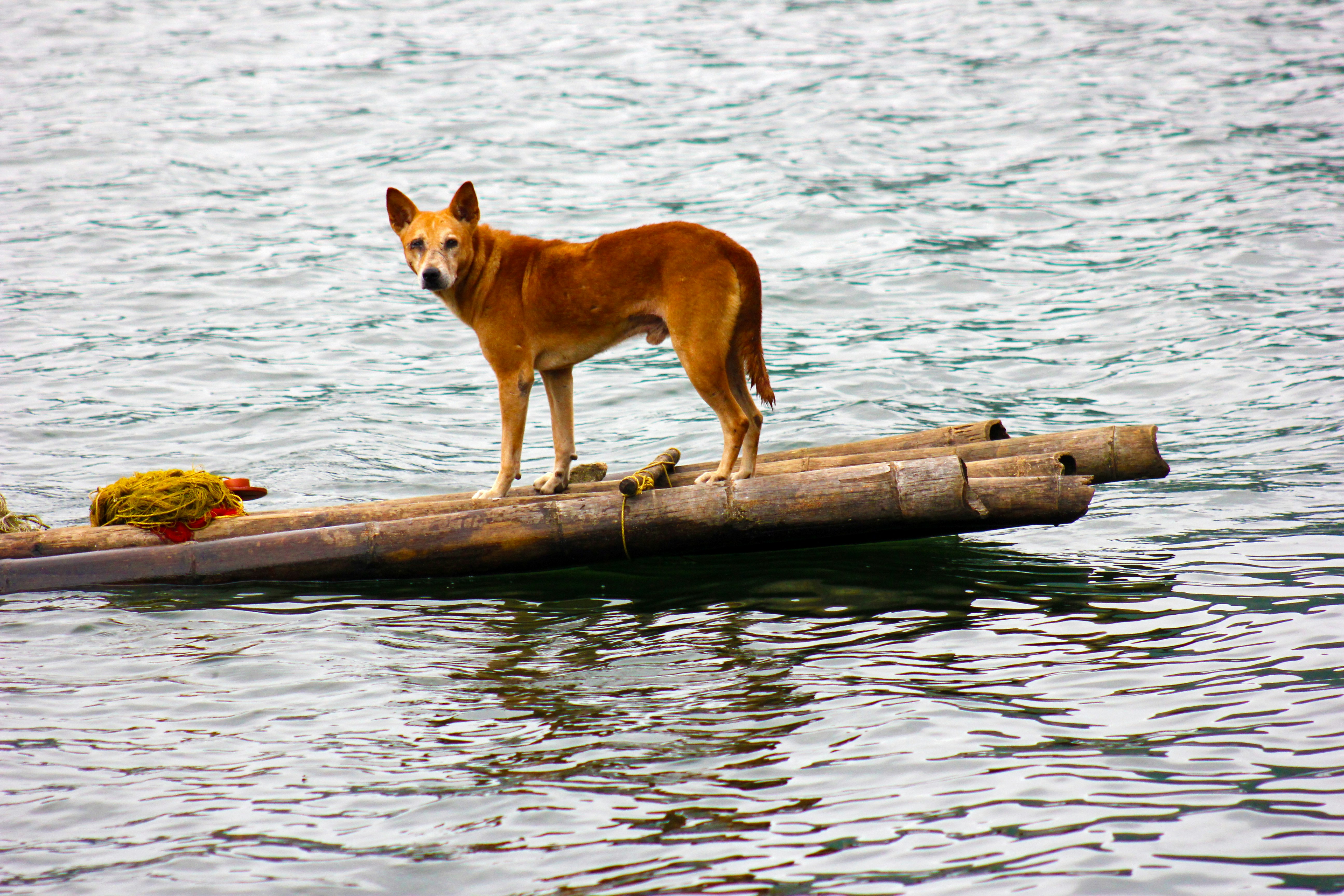 Warren Close Bark Park