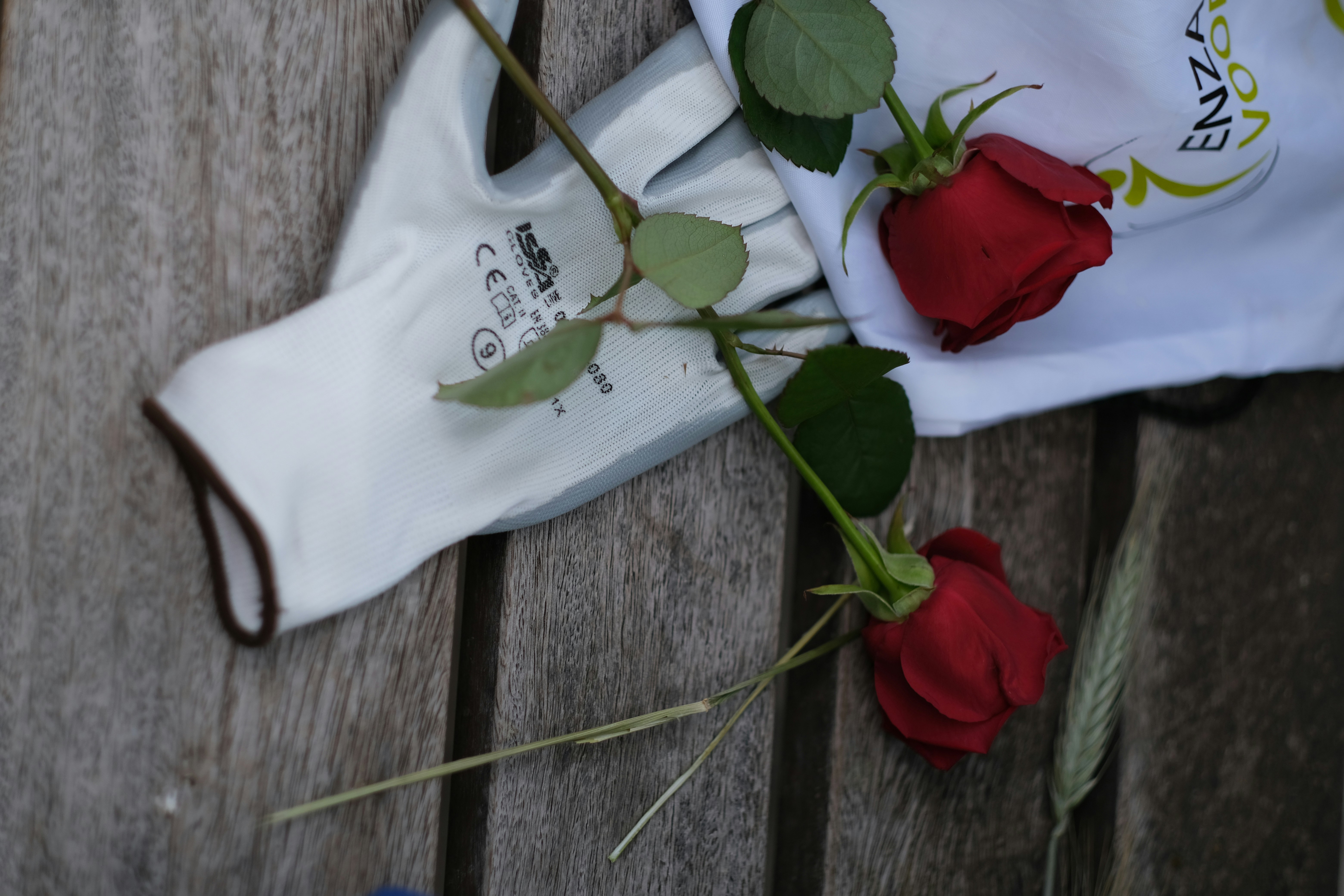 Rosa: A Flor Clássica Que Nunca Sai de Moda