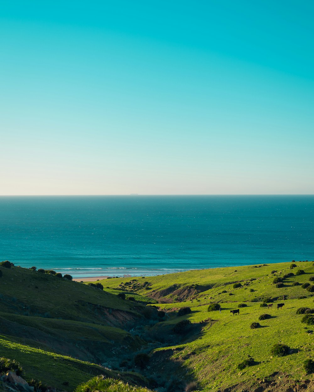 a view of the ocean from the top of a hill