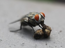 A close-up photograph of a housefly with red compound eyes and a detailed texture of its body. The fly is observed handling two small, round, brown objects, possibly food or debris, with its front legs. The background is out of focus, emphasizing the fly.