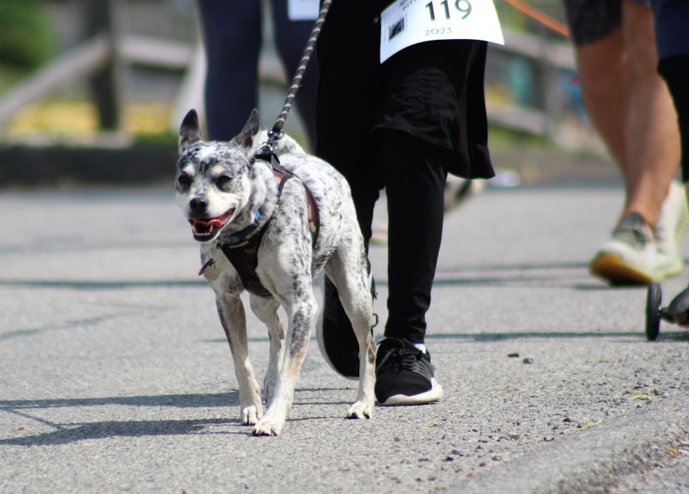 a dog on a leash being walked by a person