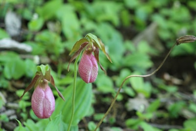 Two pink, pouch-like flowers with a textured surface stand out among lush green foliage in a natural setting. Their unique shape and delicate structure suggest they're part of a wild orchid species.