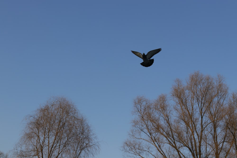a bird flying in the sky with trees in the background