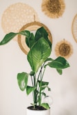 A lush green indoor plant with large leaves is placed in a white pot. It's positioned against a background decorated with woven, circular, natural-toned wall hangings that add texture and a bohemian aesthetic.