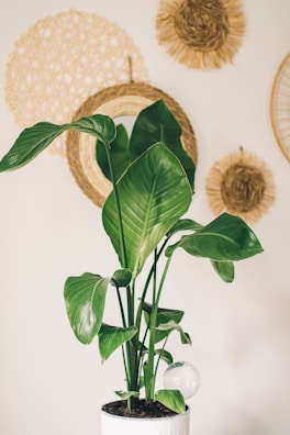 A lush green indoor plant with large leaves is placed in a white pot. It's positioned against a background decorated with woven, circular, natural-toned wall hangings that add texture and a bohemian aesthetic.
