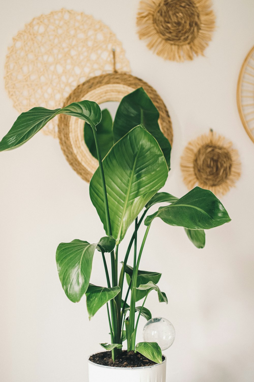 a potted plant sitting on top of a table