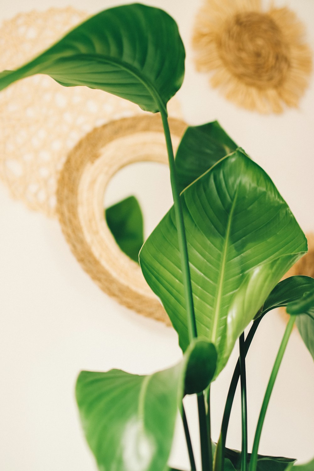 a large green plant in a white vase