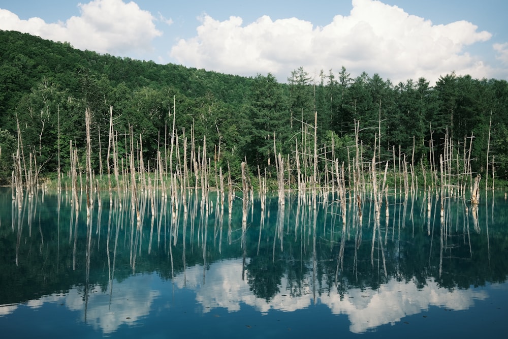 a body of water surrounded by a forest