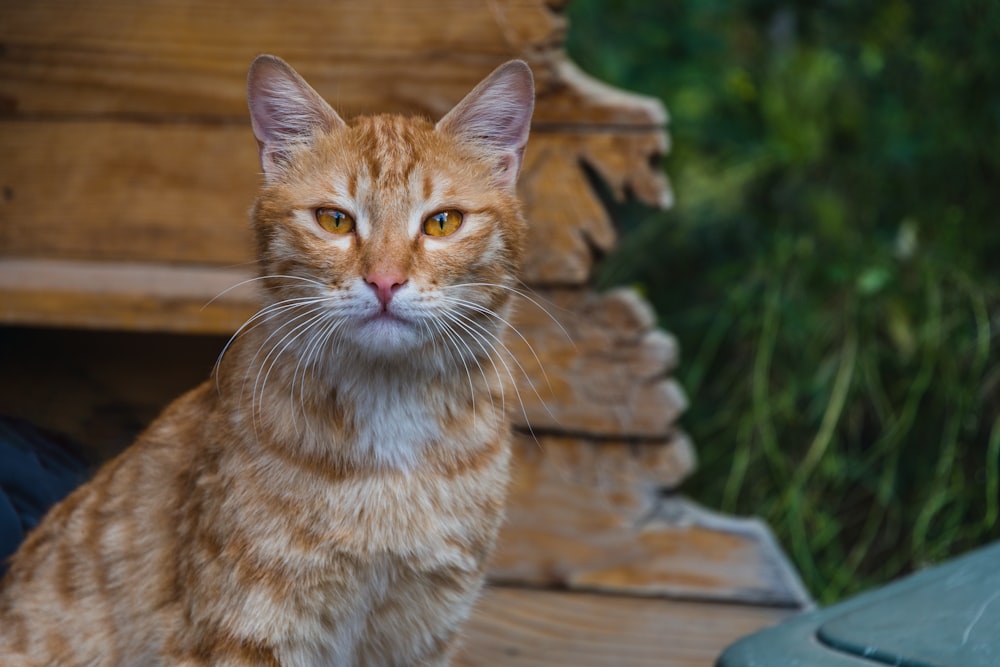 a close up of a cat on a wooden floor