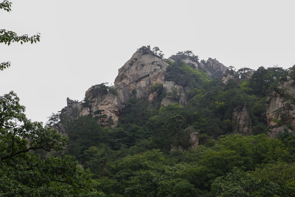 a group of rocks sitting on top of a lush green forest