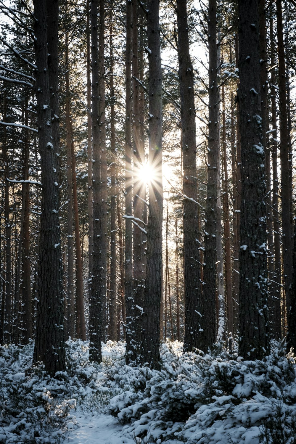 Il sole splende tra gli alberi in una foresta innevata