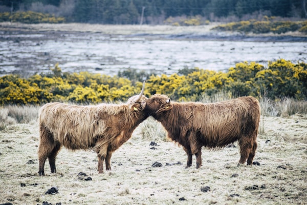 Two Highland cows with long, shaggy coats and large horns nuzzle each other affectionately in a pastoral setting. The landscape includes grassy fields and scattered stones, with a backdrop of dense shrubs and distant woodland.
