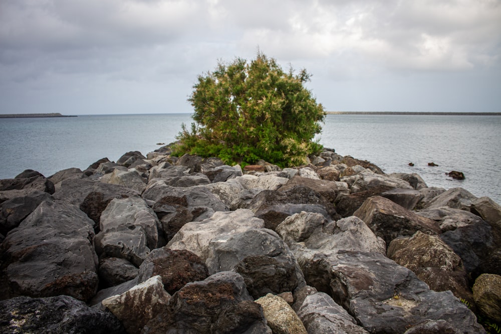 a lone tree sitting on top of a pile of rocks