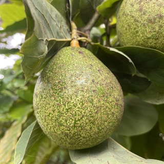 A close-up view of a ripe avocado hanging from a leafy branch. The avocado has a textured green skin with a pattern of small, dark dots. The surrounding leaves are lush and green, creating a natural backdrop.