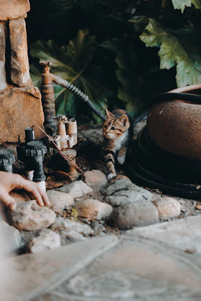 A playful kitten exploring a garden while dressed in a cute handmade shirt.