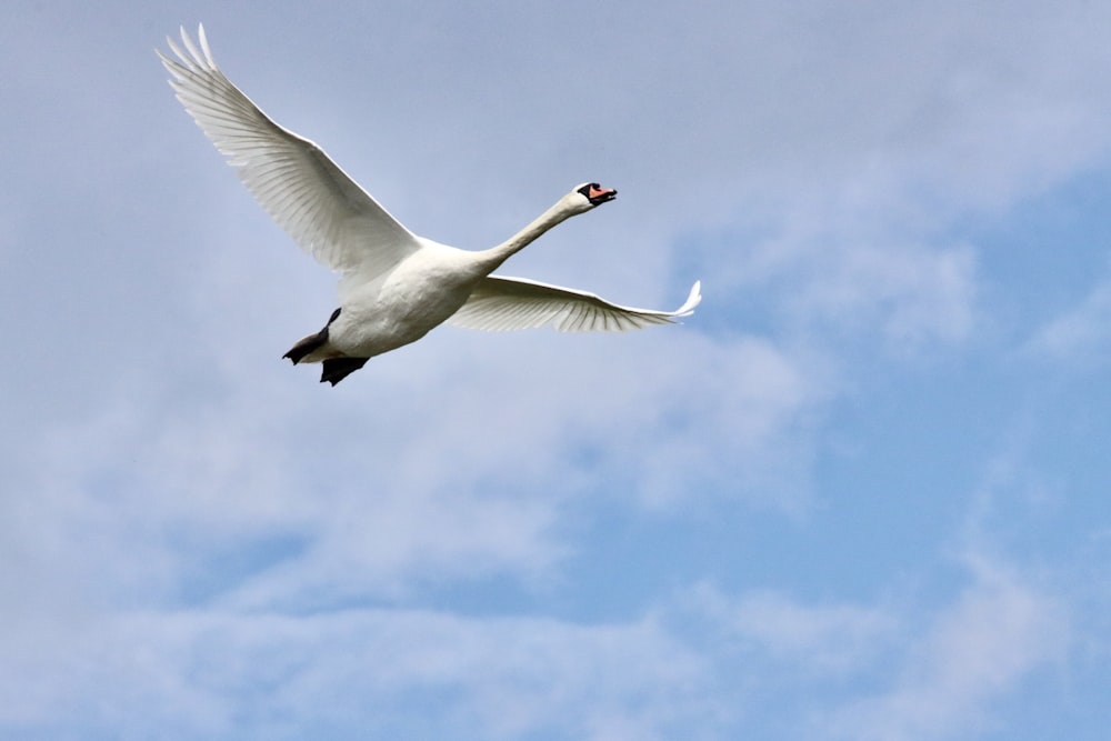 a large white bird flying through a cloudy blue sky