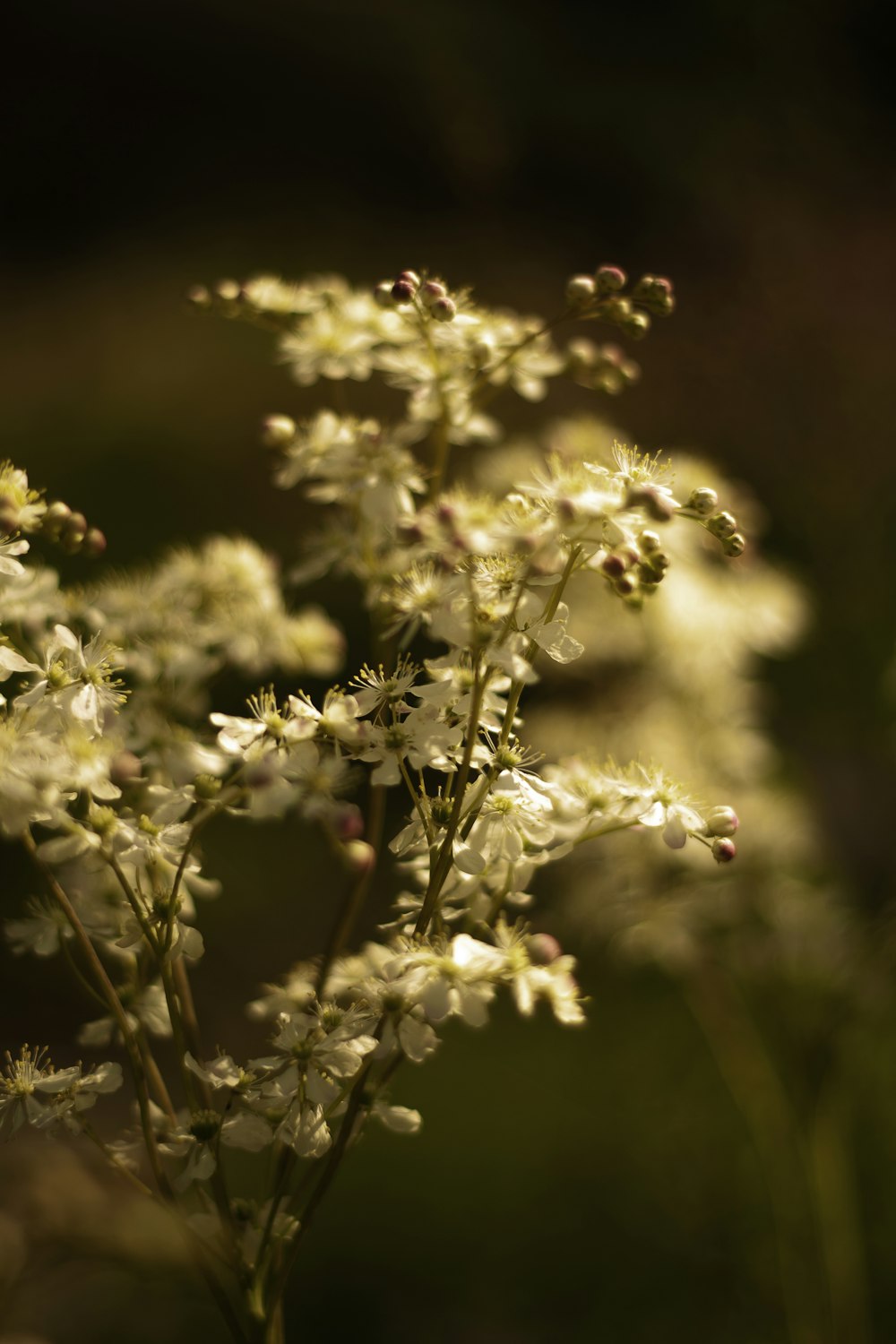 a close up of a bunch of white flowers