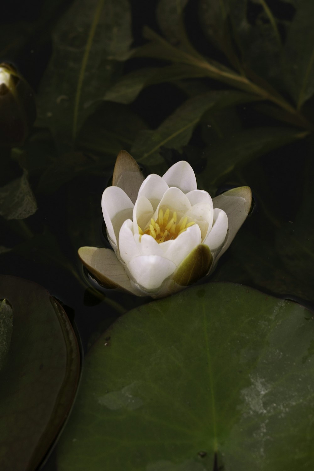 a white water lily floating on top of green leaves
