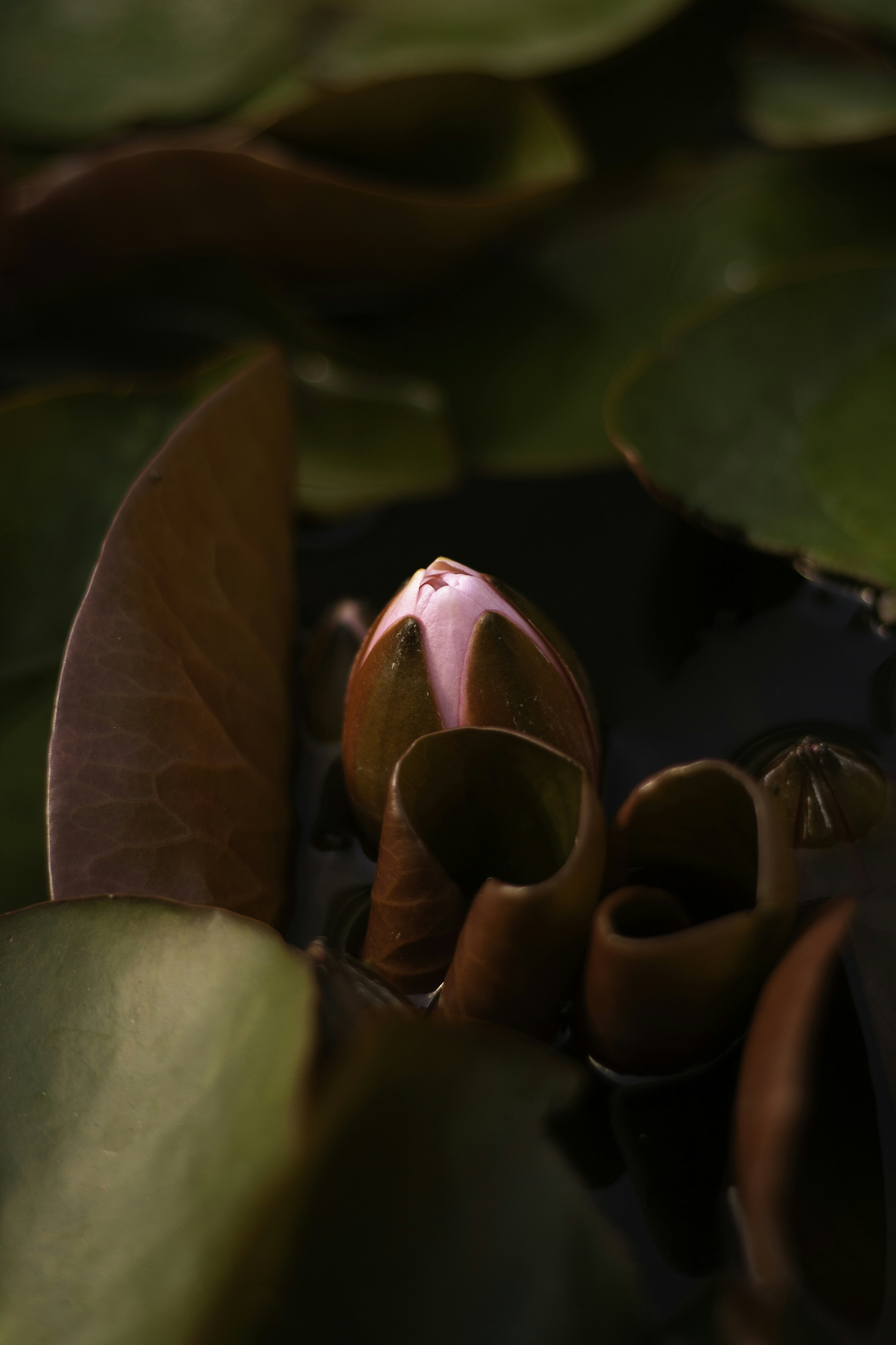 a close up of a water plant with leaves