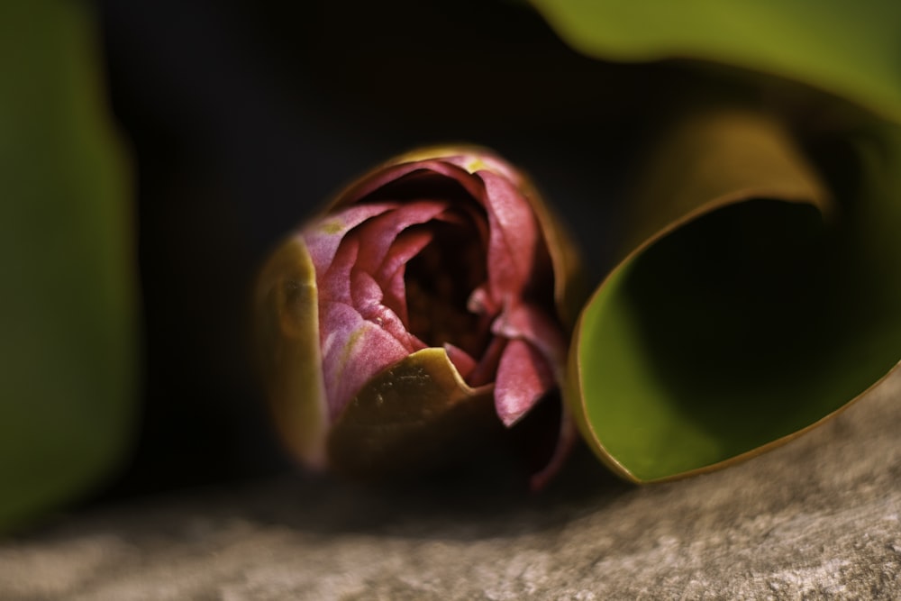 a close up of a flower on a rock