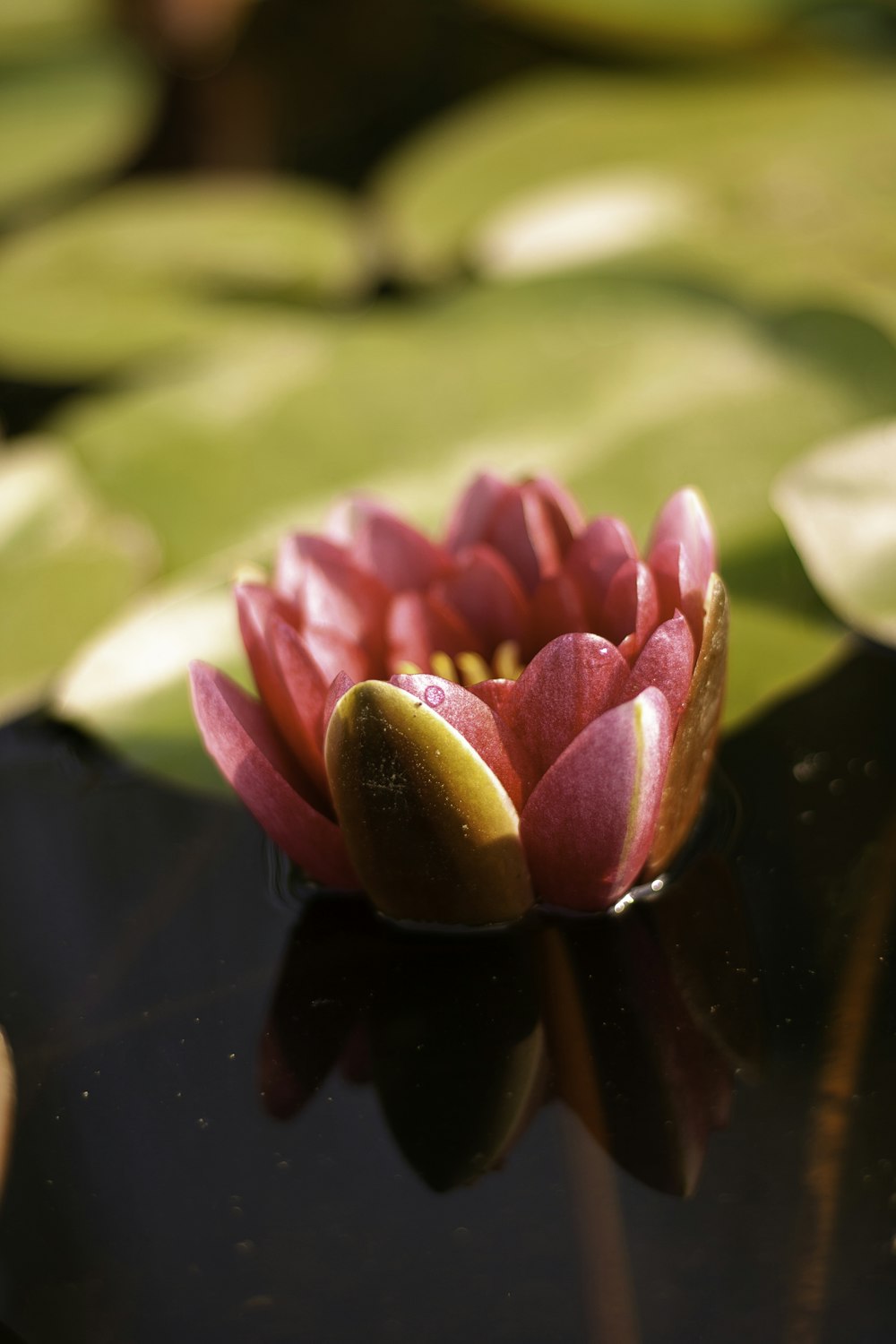 a water lily in a pond surrounded by lily pads