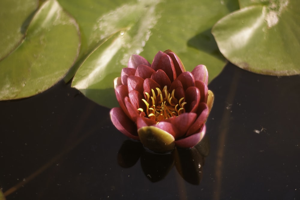 a pink water lily floating on top of a pond