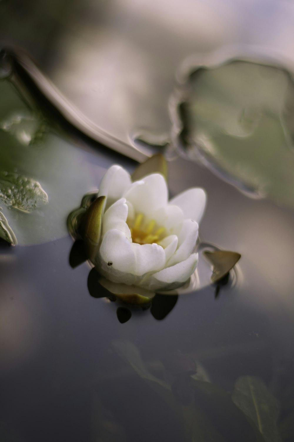 a white flower floating on top of a body of water