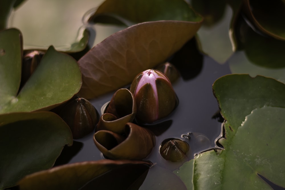 a group of water lilies floating on top of a body of water