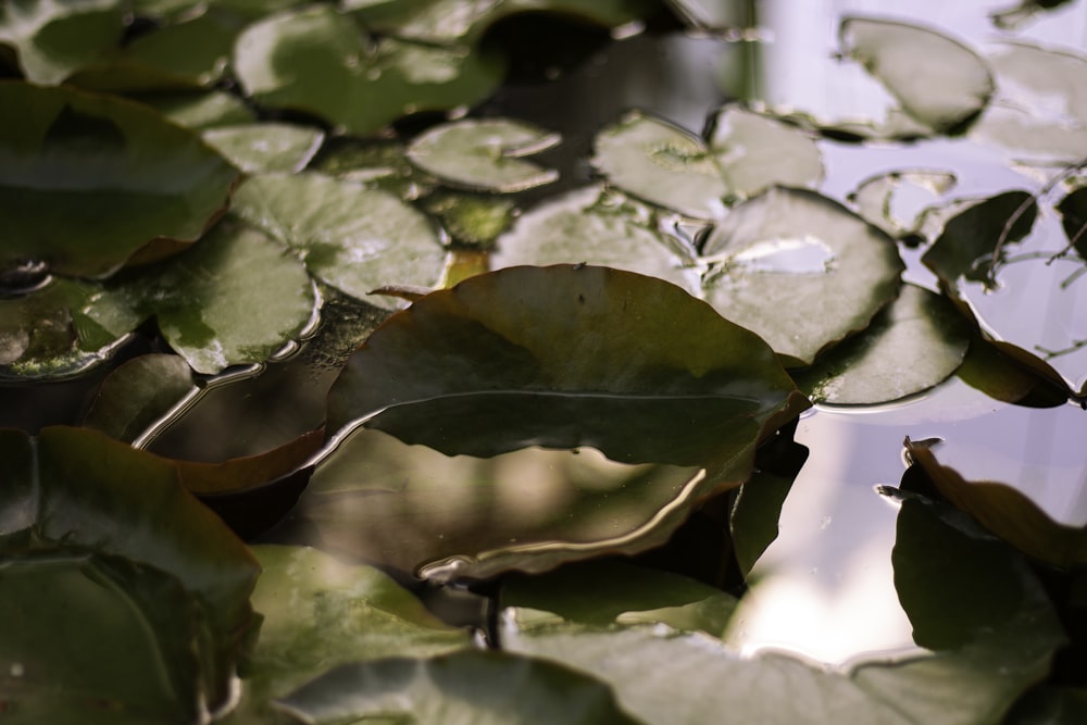 a pond filled with lots of water lilies