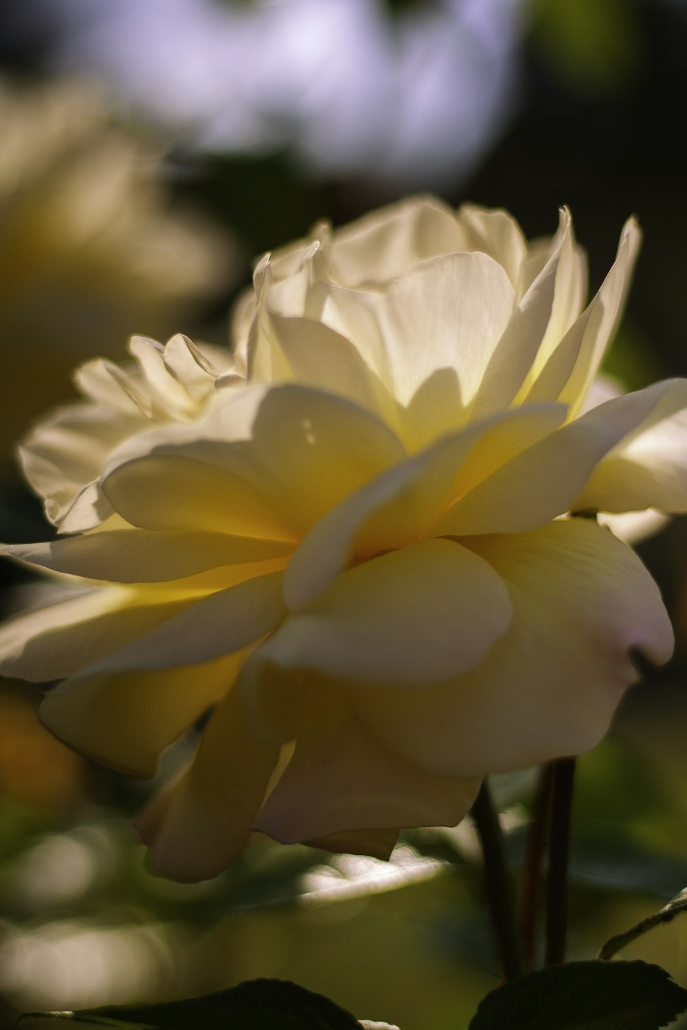 a close up of a yellow flower with green leaves