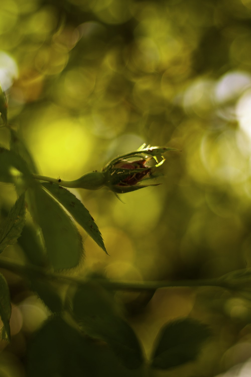 a single flower bud on a tree branch