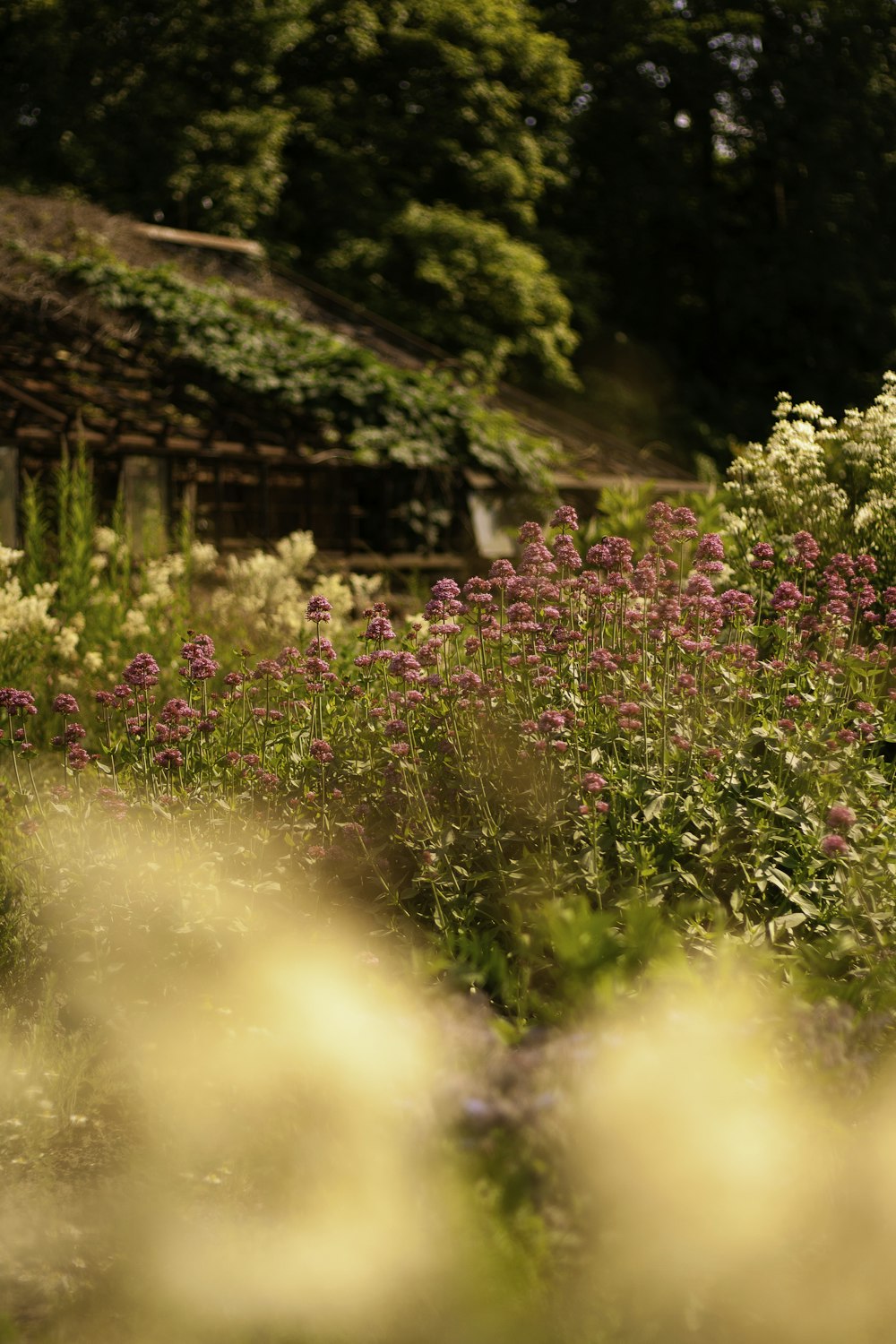 a bunch of flowers that are in the grass