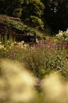 A lush garden filled with vibrant purple flowers in the foreground, surrounded by various greenery. In the background, a rustic, vine-covered structure peeks through the dense foliage, suggesting a serene and natural environment. Sunlight filters through the trees, creating a warm and inviting atmosphere.